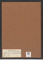 Anaulus mediterraneus Grun. (de-Toni-Nr.: Genus 127, Species 3555) Zeichnungen Sammlung Grunow Mappe 03723 (Herbarium_W_Grunow_drawings_Folder_03723)